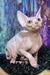 Cute Hairless Sphynx cat from the Jacky Sphynx Kitten collection