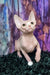 Adorable Hairless Sphynx Kitten Jacky with big ears and a playful expression