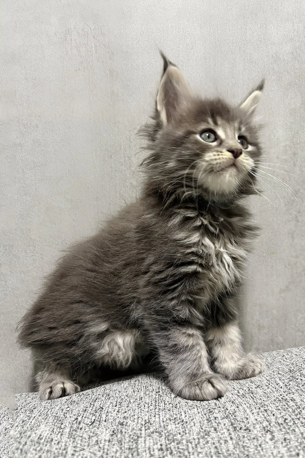 Jacoba | maine coon kitten