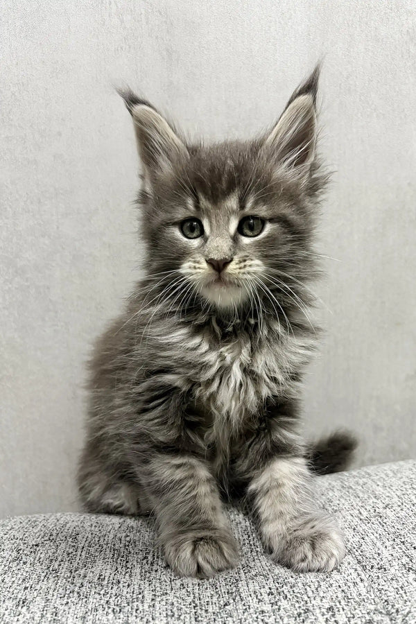 Jacoba | maine coon kitten