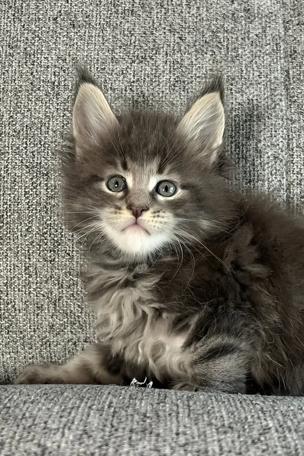 Jacoba | maine coon kitten