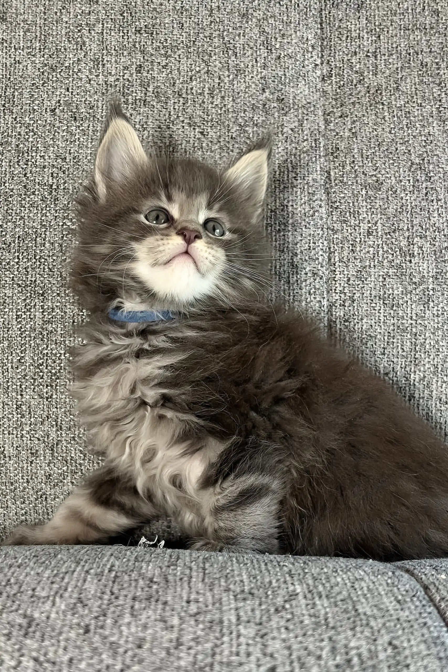 Meet Jacoba: Gray-Eyed Maine Coon Kitten