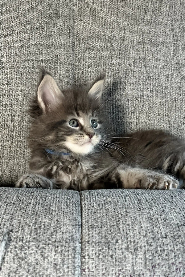 Jacoba | maine coon kitten