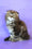Jaconda | Scottish Fold Longhair Kitten