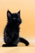 Black fluffy Maine Coon kitten with bright eyes and pointed ears, super cute!