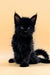 Black Maine Coon kitten with fluffy fur and alert eyes sitting upright