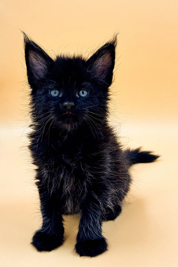 Adorable Black Maine Coon Kitten with bright blue eyes and fluffy fur