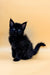 Cute black Maine Coon kitten with fluffy fur and bright eyes, perfect for cuddles