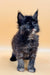 Fluffy black and gray Maine Coon kitten with bright eyes and tufted ears