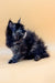 Fluffy black Maine Coon kitten with tufted fur lying on its side adorably