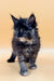 Fluffy black and tan Maine Coon kitten with tufted ears and scruffy coat