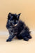 Fluffy black Maine Coon kitten with bright eyes sitting cutely on a plain surface