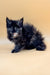 Fluffy black Maine Coon kitten with bright blue eyes, perfect for cuddles and play