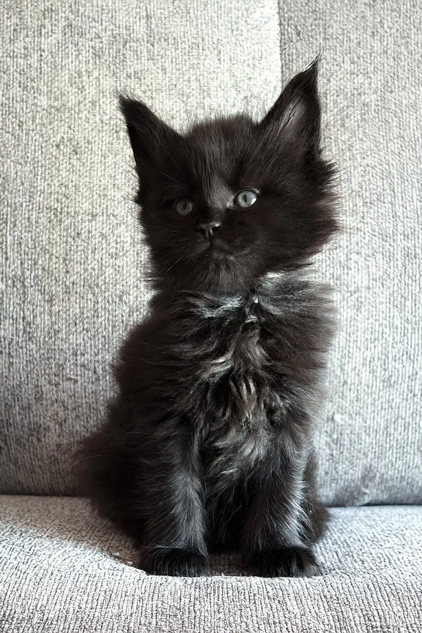 Jade | maine coon kitten