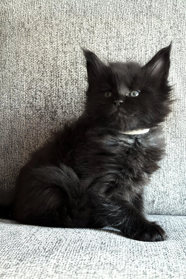 Jade | maine coon kitten
