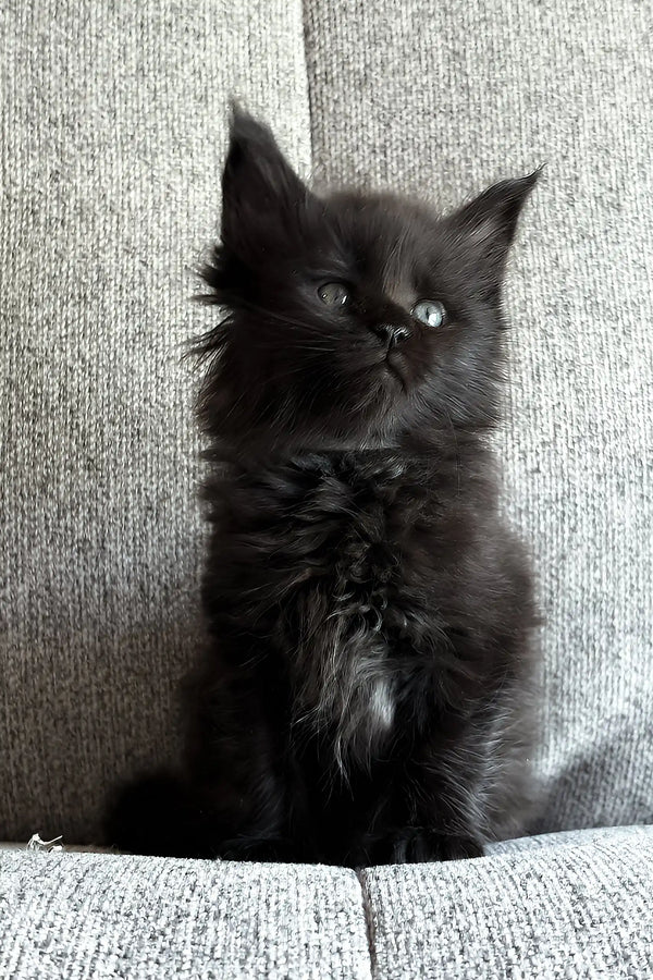 Jade | maine coon kitten