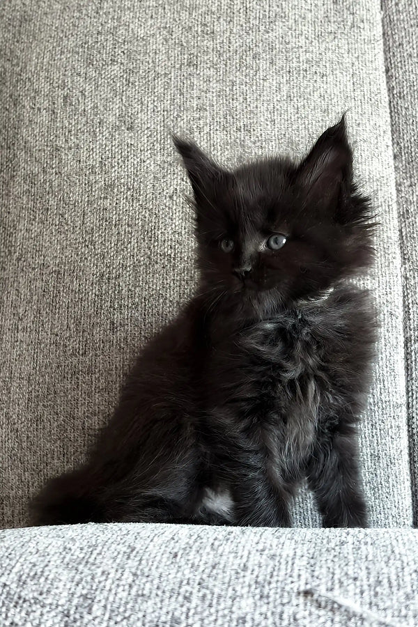 Jade | maine coon kitten
