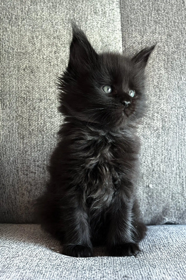 Jade | maine coon kitten