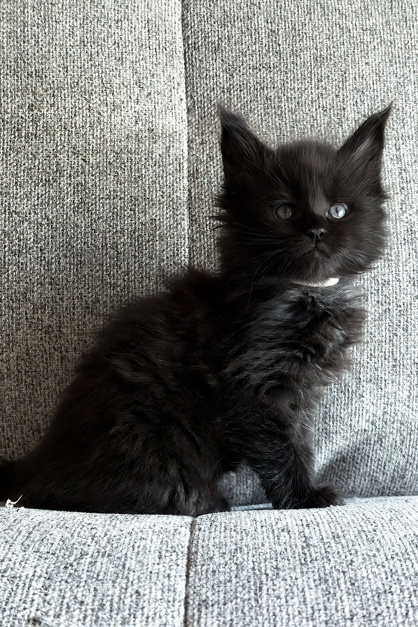 Jade | maine coon kitten