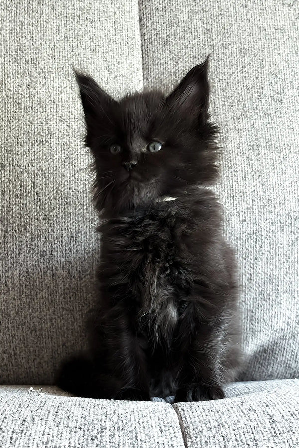 Jade | maine coon kitten