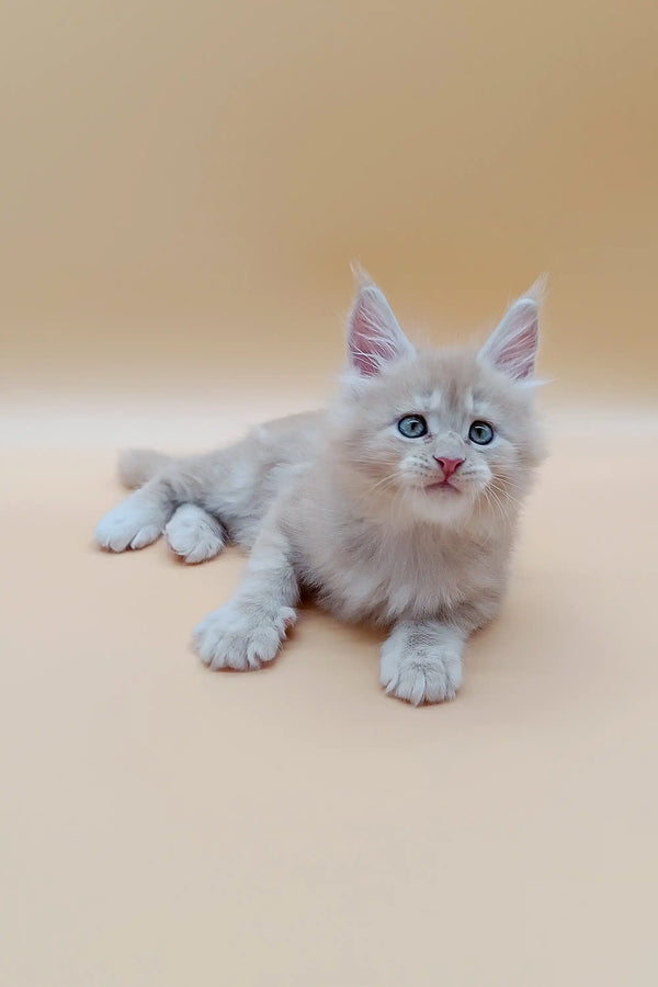 Fluffy Maine Coon kitten with blue eyes lying on its stomach, super cute and playful