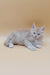 Gray Maine Coon kitten with alert expression, perfect for the Jador collection