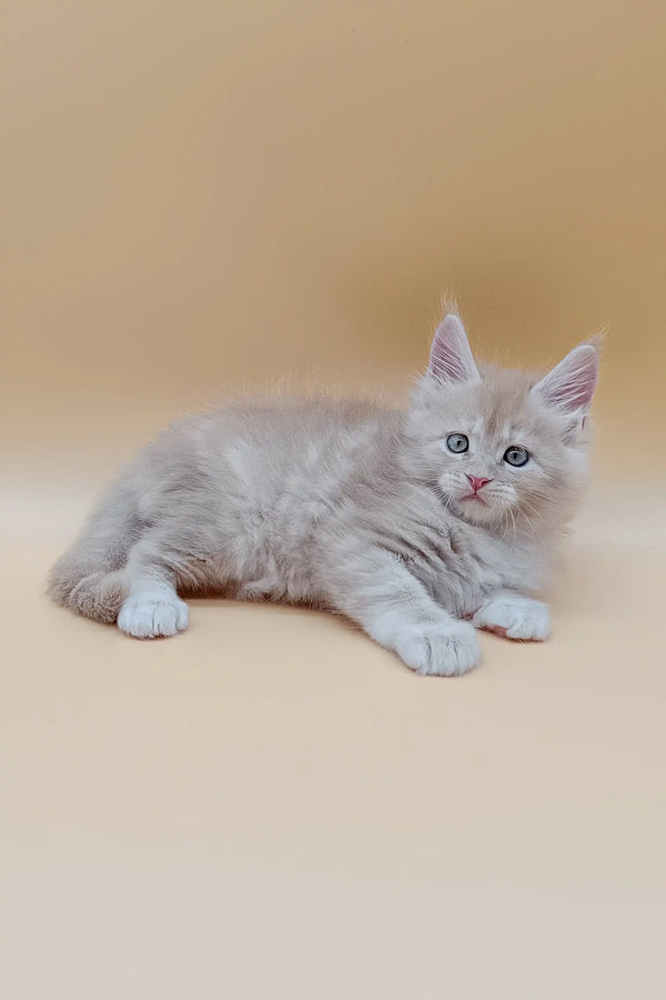Gray Maine Coon kitten with alert expression, perfect for the Jador collection