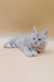 Fluffy white Maine Coon kitten with blue eyes relaxing, perfect for pet lovers