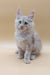 Fluffy white Maine Coon kitten with blue eyes and pointed ears, perfect for cuddles