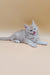 Adorable Fluffy Gray Maine Coon Kitten with Tongue Out, Perfect for Jador Collection