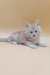 Fluffy white Maine Coon kitten with blue eyes lounging adorably