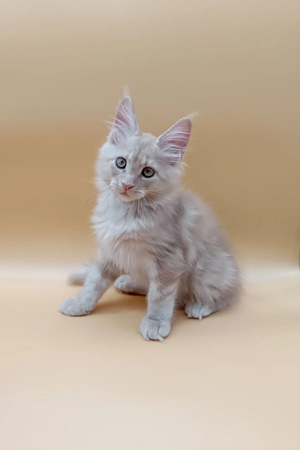 Fluffy white Maine Coon kitten with blue eyes sitting upright, ready for fun