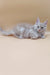 Fluffy gray Maine Coon kitten with bright green eyes, perfect for your home