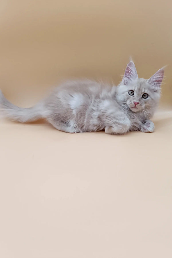Fluffy gray Maine Coon kitten with bright green eyes, perfect for your home