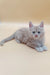 Fluffy gray Maine Coon kitten with blue eyes lounging cutely for Jador