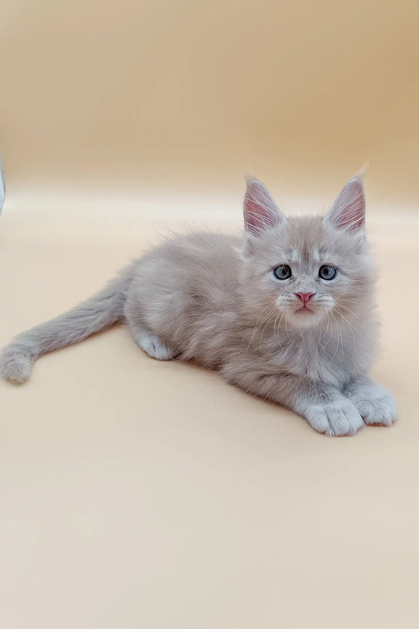 Fluffy gray Maine Coon kitten with blue eyes lounging cutely for Jador
