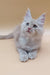 Fluffy Maine Coon kitten with blue eyes and pink nose, perfect for your family