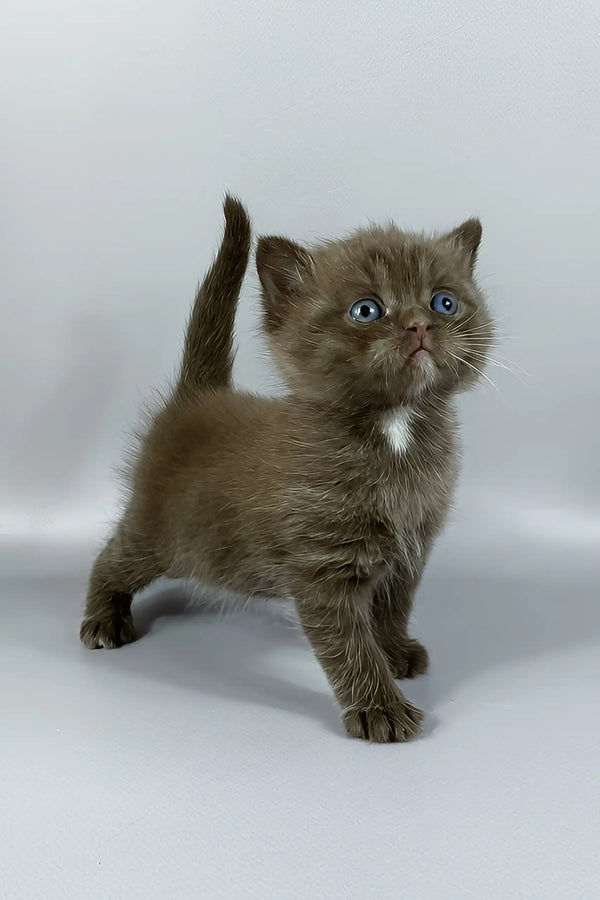 Jaguar | british shorthair kitten