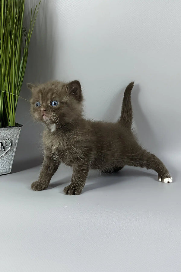 Jaguar | british shorthair kitten