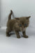 Jaguar | british shorthair kitten