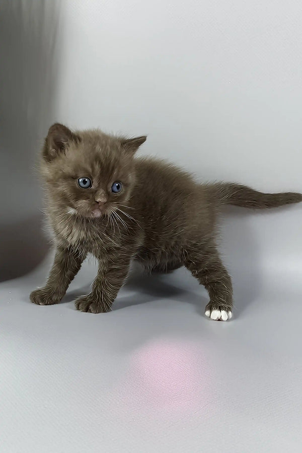 Jaguar | british shorthair kitten