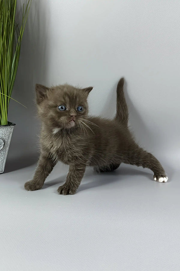 Jaguar | british shorthair kitten