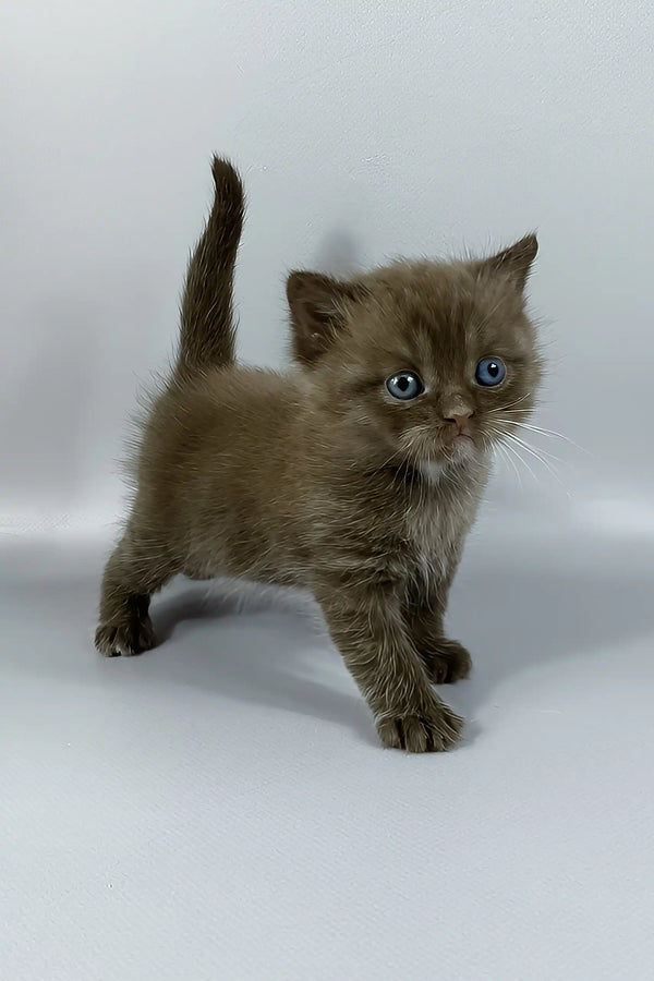 Jaguar | british shorthair kitten