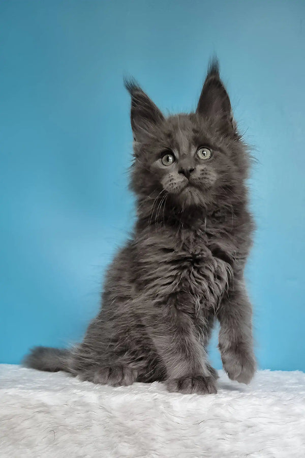 Jaguar | maine coon kitten