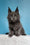 Jaguar | Maine Coon Kitten