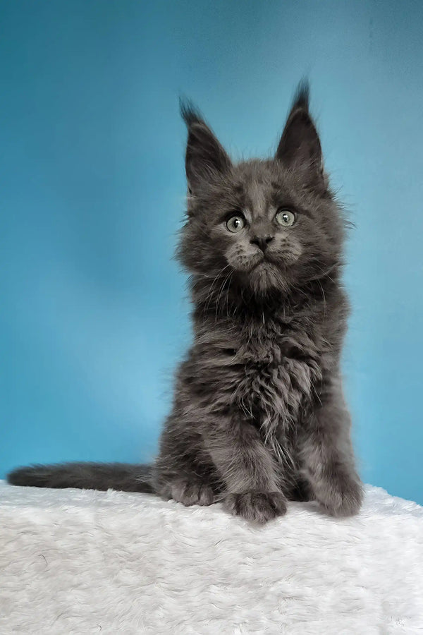 Jaguar | maine coon kitten