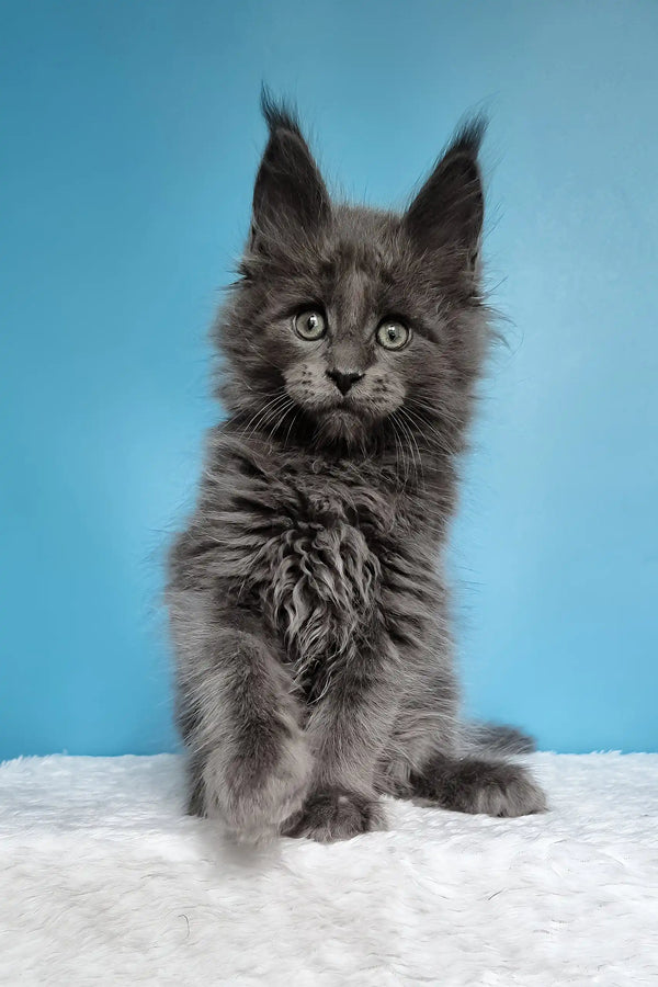 Jaguar | maine coon kitten