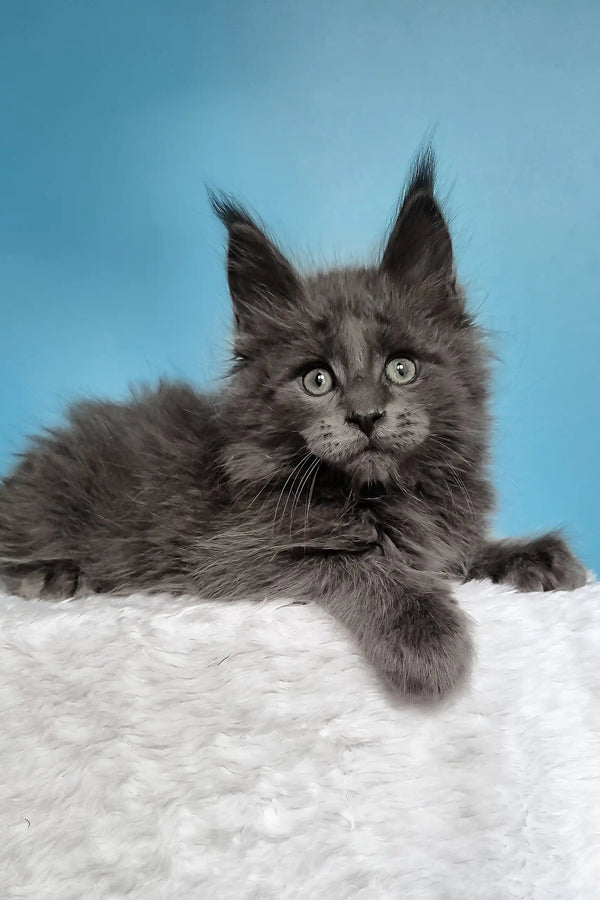 Jaguar | maine coon kitten