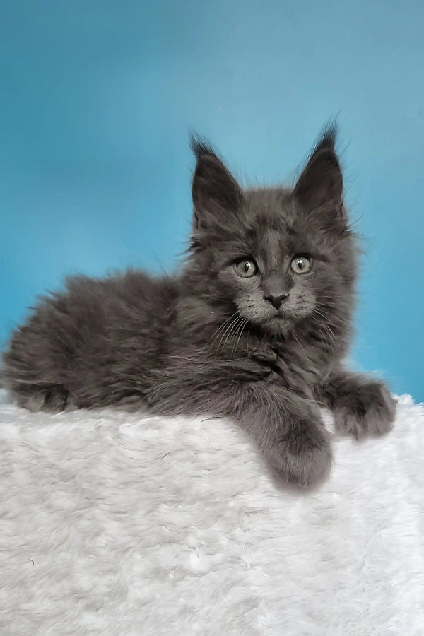 Jaguar | maine coon kitten