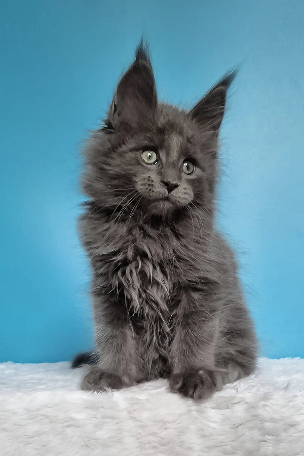 Jaguar | maine coon kitten